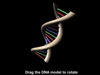 DNA ottaedrico Fonte: T.R. News